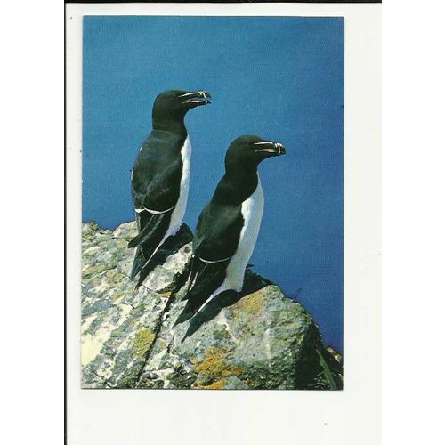 RAZORBILL Postcard by J.Arthur Dixon (KSB/23219)