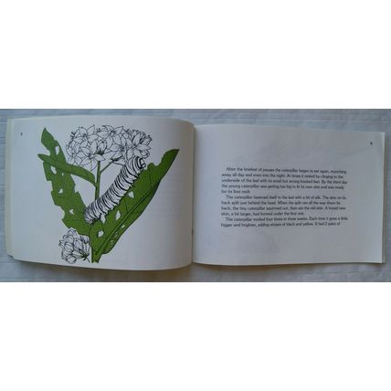 1985 The monarch Butterfly by Jean Thurman, ill Caroline Rodgers, signed by Jean