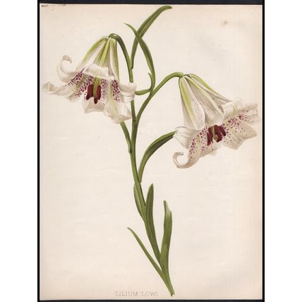 BURMESE LILIES 1894 Henry George Moon - Guillaume Severeyns CHROMOLITHOGRAPH