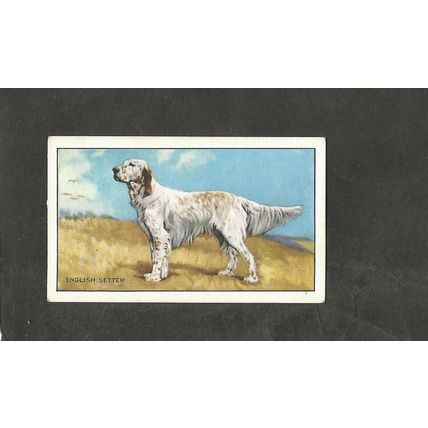 Cigarette Card Gallaher Dogs A series 1936 #34 The English Setter