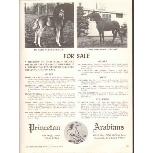princeton arabians 1972 pri habib al rih shiga stud horse vintage ad