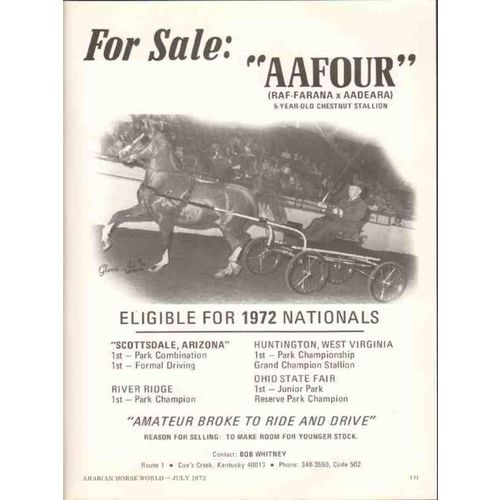 bob whitney 1972 aafour raf-farana aadeara equestrian sale vintage ad