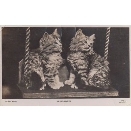 Sweethearts Cat On A Swing Lovers Real Photo Cats Swinging Postcard
