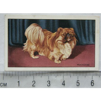 1936 Gallaher Dogs 1st Series No. 13 The Pekingese