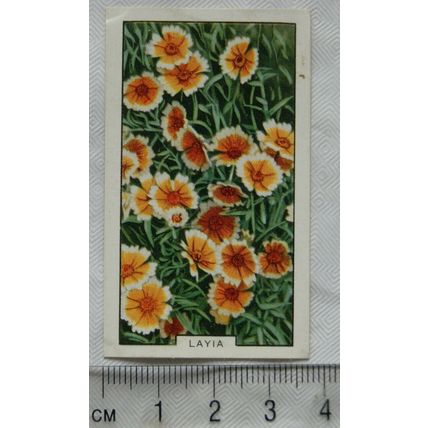 1938 Gallaher's Garden flowers No. 31 Layia
