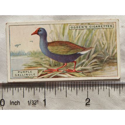 1924 Ogden's Foreign Birds No. 18 Glossy Gallinule