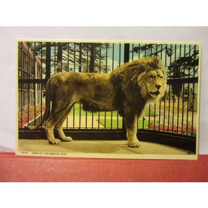 LION, BRISTOL ZOO, BRISTOL unused postcard by Harvey Barton in 1960 =