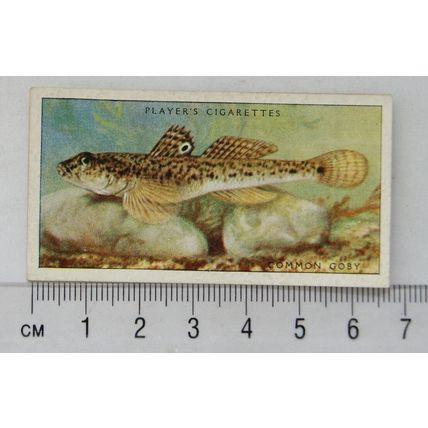 1935 Players Sea Fishes No. 34 Common Goby