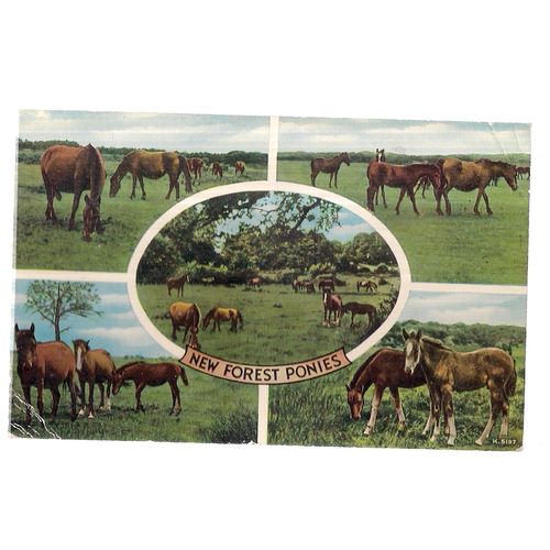 NEW FOREST PONIES, multiview. used postcard 1960 postmark by Valentine =