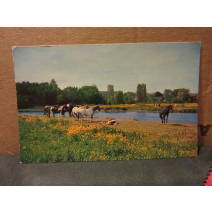 PONIES BY THE RIVOR AVON, CHRISTCHURCH, DORSET.. used postcard 1961 pm =