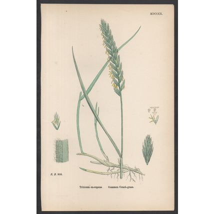 COMMON COUCH-GRASS 1872 John Edward Sowerby PLANT PRINT