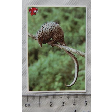 Unusual Friends of the Laughing Cow No. 10 The Pangolin