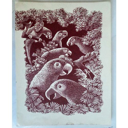 Vintage Leonard Everett Woodcut Print PARROT bird art room decor kids gift frame