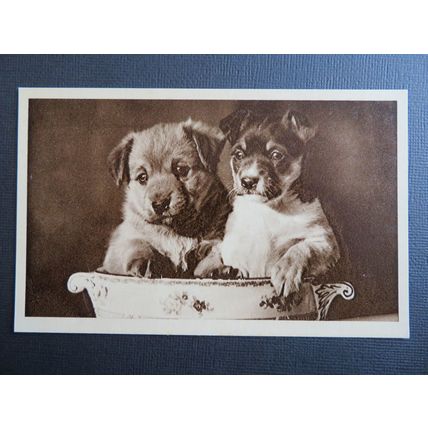 Two Terrier Puppies Vintage Dogs Postcard