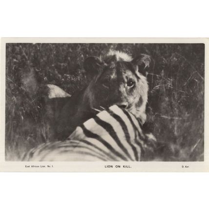 Lion On Kill Eating Zebra Antique African Hunting RPC Postcard
