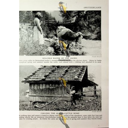 Swiss Cheese (Alpine Horn On Back), Book Illustration, c1920