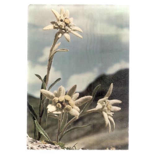 EDELWEISS FLOWERS used postcard vintage Preston postmark 1972 =