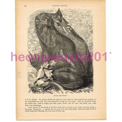 Horned Ceratophrys, Victorian Natural History Book Illustration, 1896