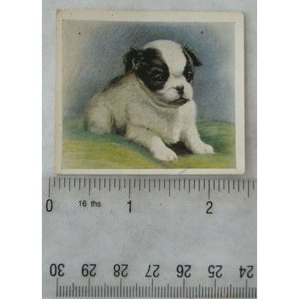 1936 Godfrey Phillips Our Puppies No. 29 The Japanese Spaniel