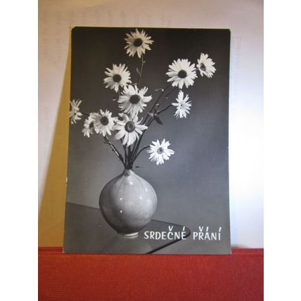 WHITE DAISY FLOWERS unused postcard Czech Republic =