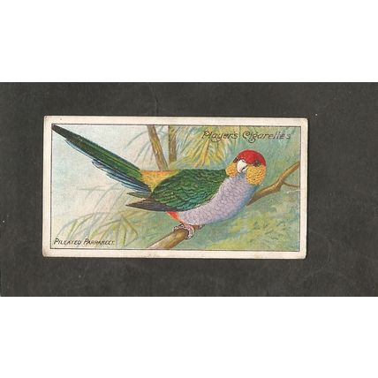 Cigarette Card Players Nature Series 1909 #10 The Pileated Parrakeet