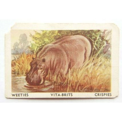 Australian Vitabrits Weeties Animals of World 52 Hippopotamus