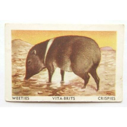 Australian Vitabrits Weeties Animals of World 51 Peccary