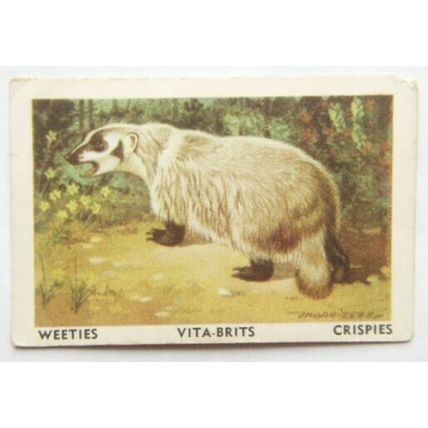 Australian Vitabrits Weeties Animals of World 47 Badger