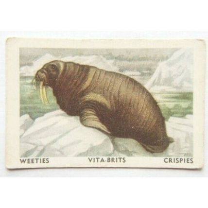 Australian Vitabrits Weeties Animals of World 48 Walrus
