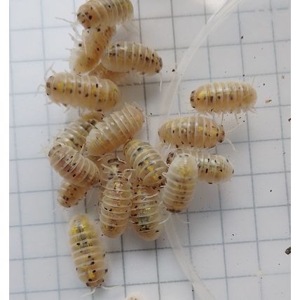10 magic potion woodlice Armadillidium vulgare isopods MEDIUM+2 spares Live Food