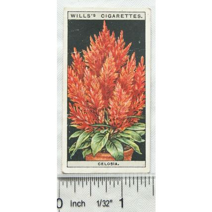 1925 Wills Flower Culture in Pots No. 14 Celosia