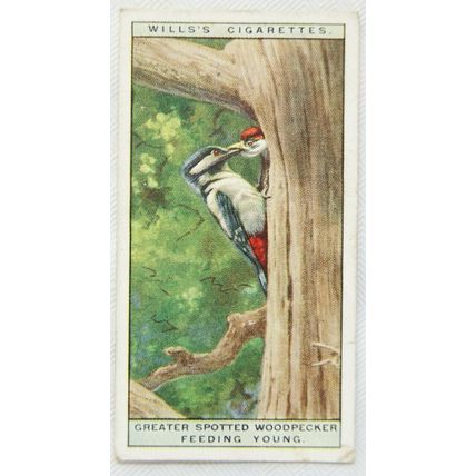 1925 Life in The Tree Tops No. 49 Great Spotted Woodpecker