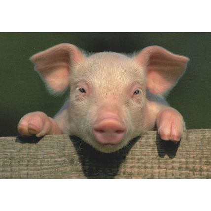 Lucky Farmyard Baby Pig Glucksschwein Cute German Postcard