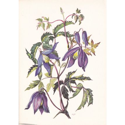 Alpen-Waldrebe ( Clematis alpina ) Artist unknown Postcard posted VGC