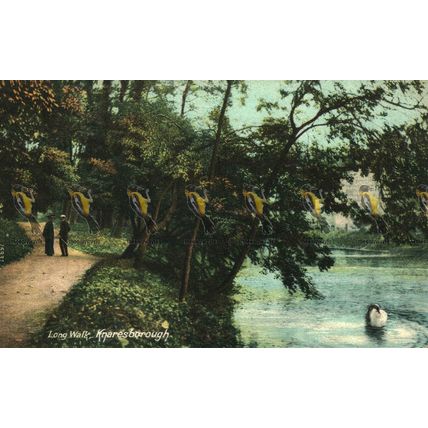 Long Walk, Knaresborough, Yorkshire, 15331 Wrench Postcard, 1906
