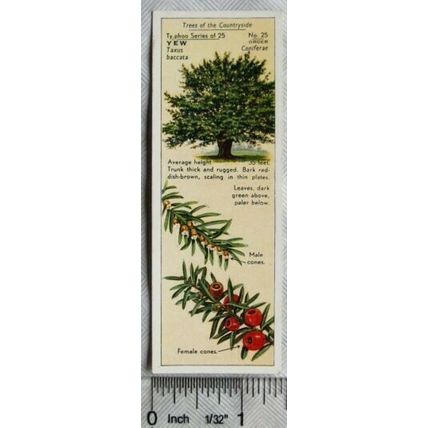 1938 Typhoo Trees of the Countryside 25 Yew