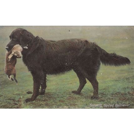 Smooth Coated Retriever Hunting Dog Eating Rabbit Old Postcard