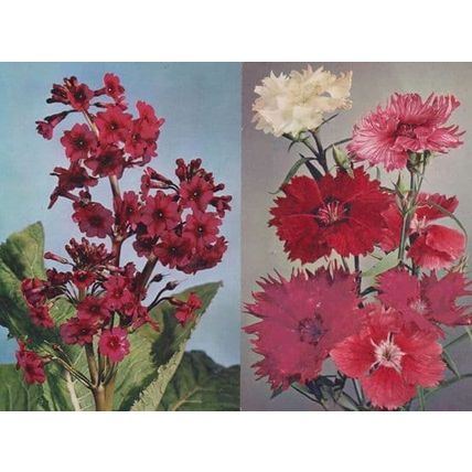 Japanese Primula Chinese Pink 2x Unusual Rare Flowers Postcard