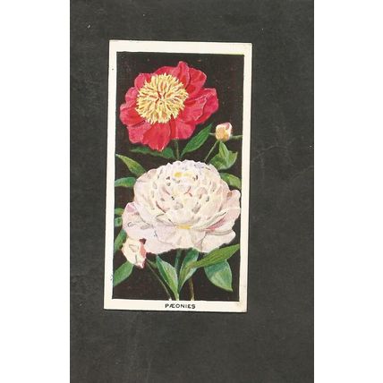 Cigarette Card Carreras Flowers 1936 #42 Paeonies