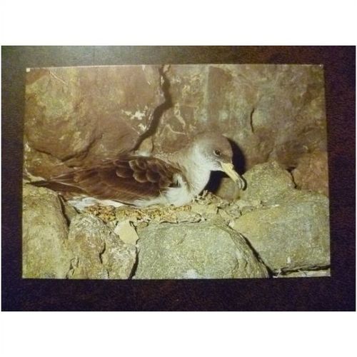 Birds Madeira Europa Cept 1986 Cory's shearwater Cagarra mint postcard wildlife