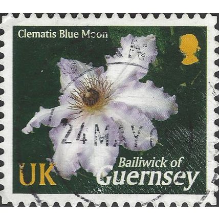 GUERNSEY, FLOWER, Clematis Blue Moon, dark 2004, UK