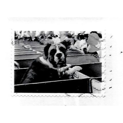 GB 2001 CATS DOGS DIE CUT USED BOXER ? BULLDOG ? WINSTON ? AT CRUFTS