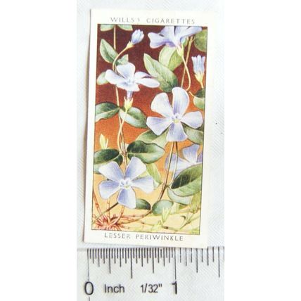 1936 Wills, Wild Flowers No. 27 Lesser Periwinkle