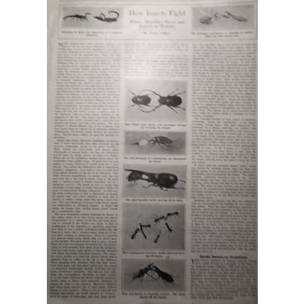 The Motor-driven Commercial Vehicle - Aug. 30, 1913 Scientific American. 4 pages