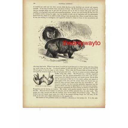 Wombat, Book Illustration (Print), 1896