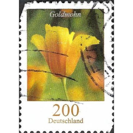 GERMANY, FLOWER, California Poppy, Eschscholzia californica, yellow 2006, 2