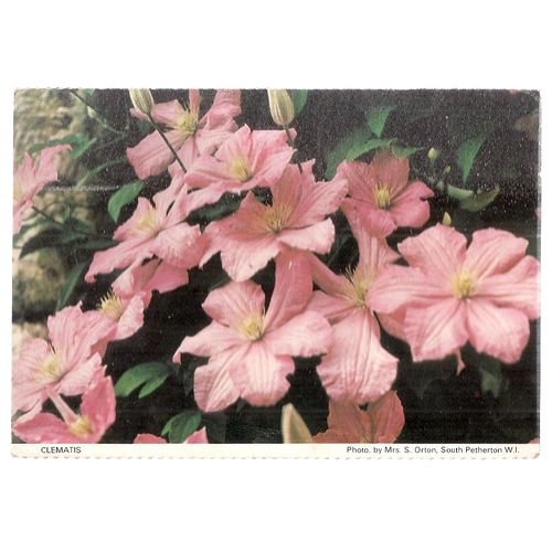 CLEMATIS. South Petherton W.I. used vintage postcard Somerset W.I. =