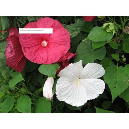 Rose Mallow - Flower Seeds - BOGO