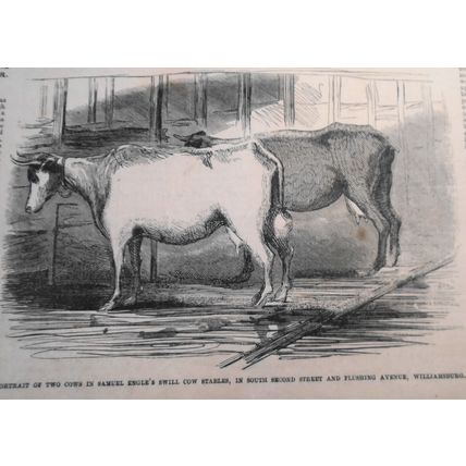 Swill Cow Stables, North Fifth Street Williamsburg - Frank Leslie's June 19,1858