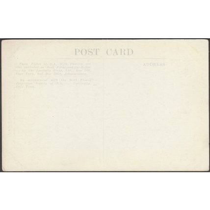 Crane Flower, Strelitzia Reginae, c.1920s - Specialty Press Postcard
